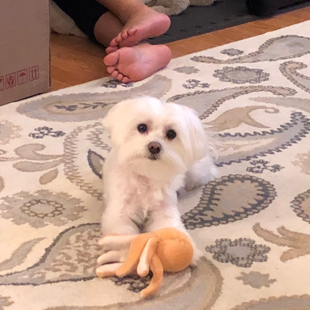 Meet your Posher, Joyce